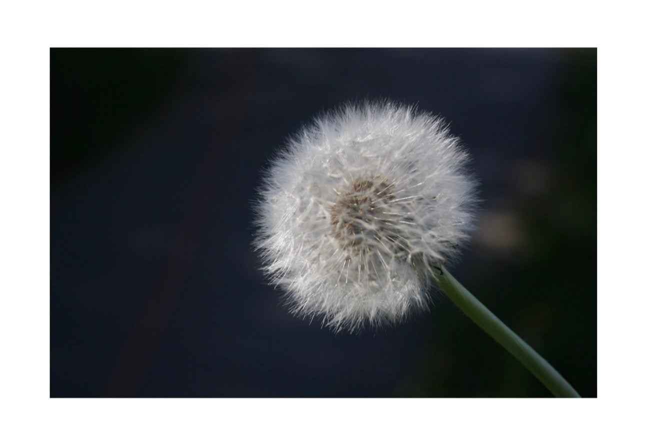 Dandelion