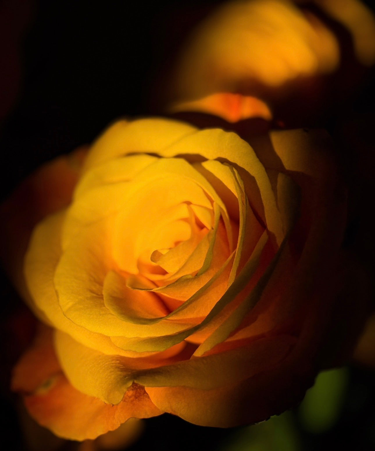 Golden rose