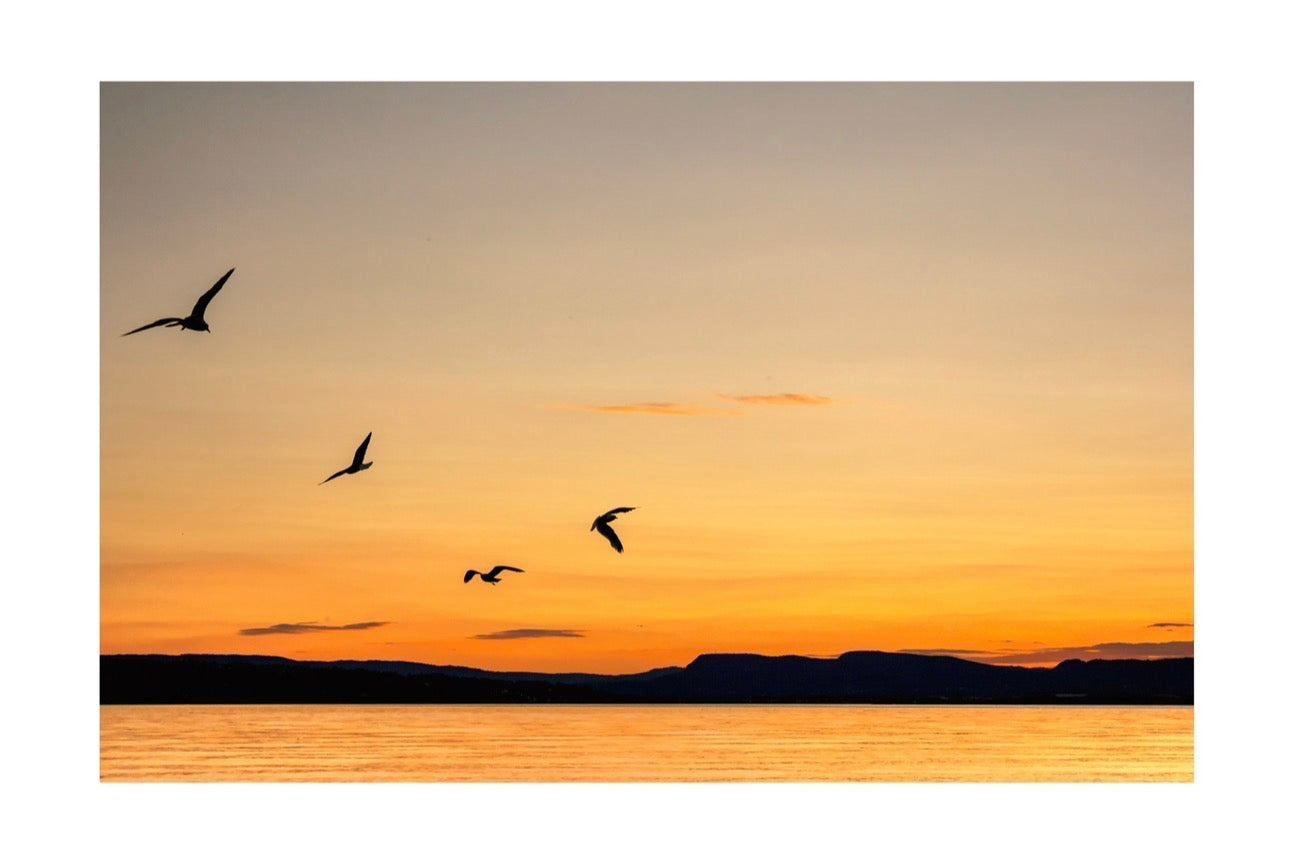 Sunset birds